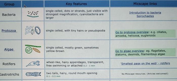 Virtual pond dip answer key