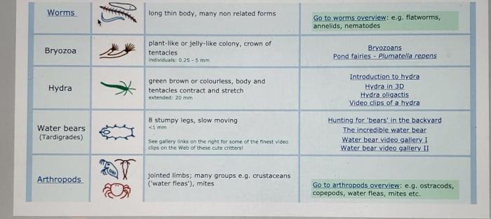 Virtual pond dip answer key