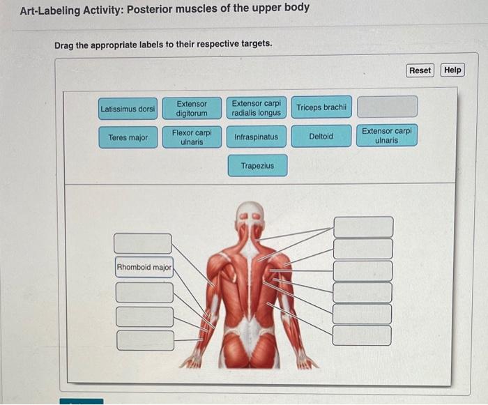 Art-labeling activity posterior muscles of the upper body