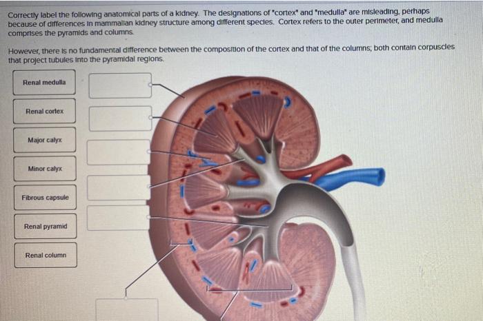 Correctly label the following anatomical parts of a kidney