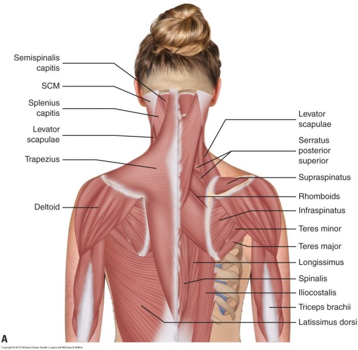 Limb muscles refresher extremity body labeled