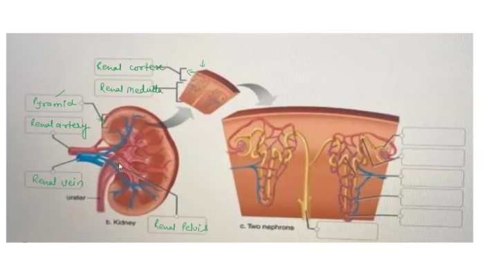 Correctly anatomical spinal cord solved transcribed