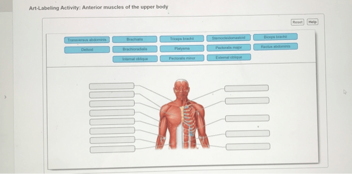 Musculature posterior cervical superficial learnmuscles