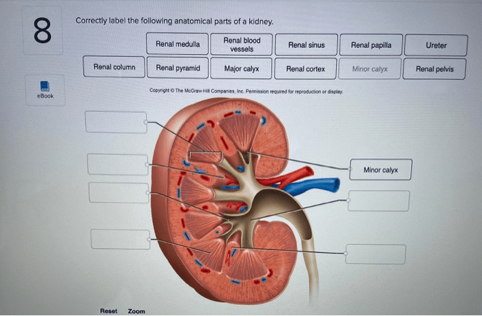 Correctly label the following anatomical parts of a kidney