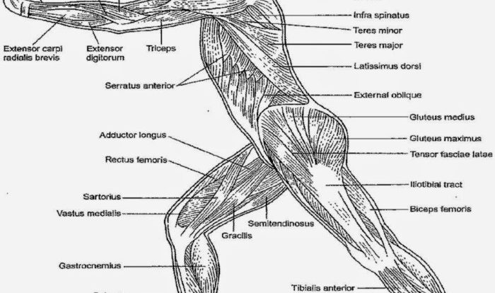 Body tissues anatomy and physiology coloring workbook