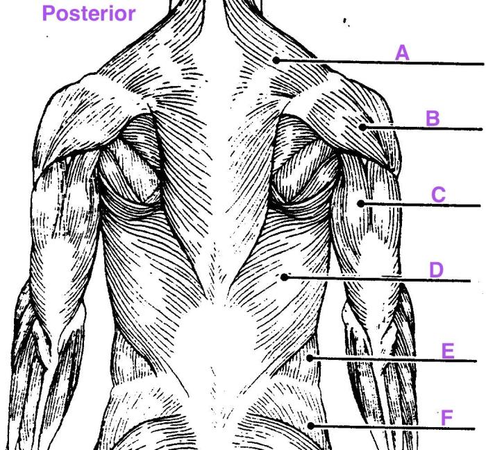 Art-labeling activity posterior muscles of the upper body